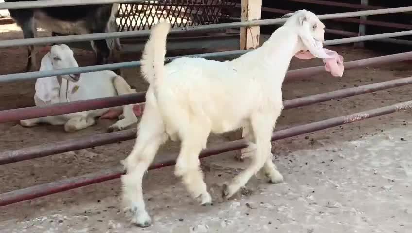 مشروع فحل - 3
