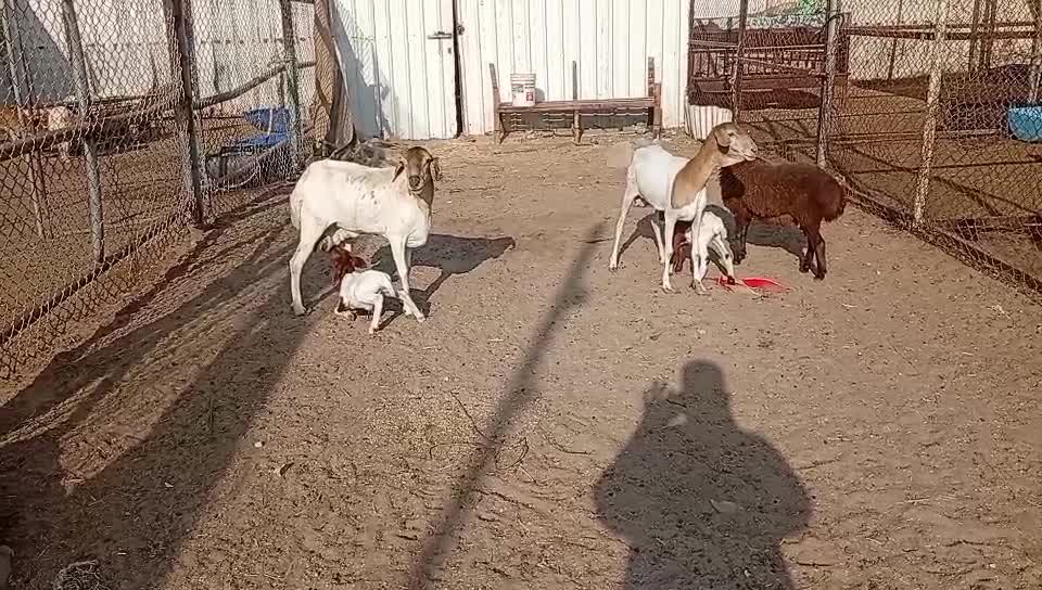 شوهات بربر وليد طيبه - 1