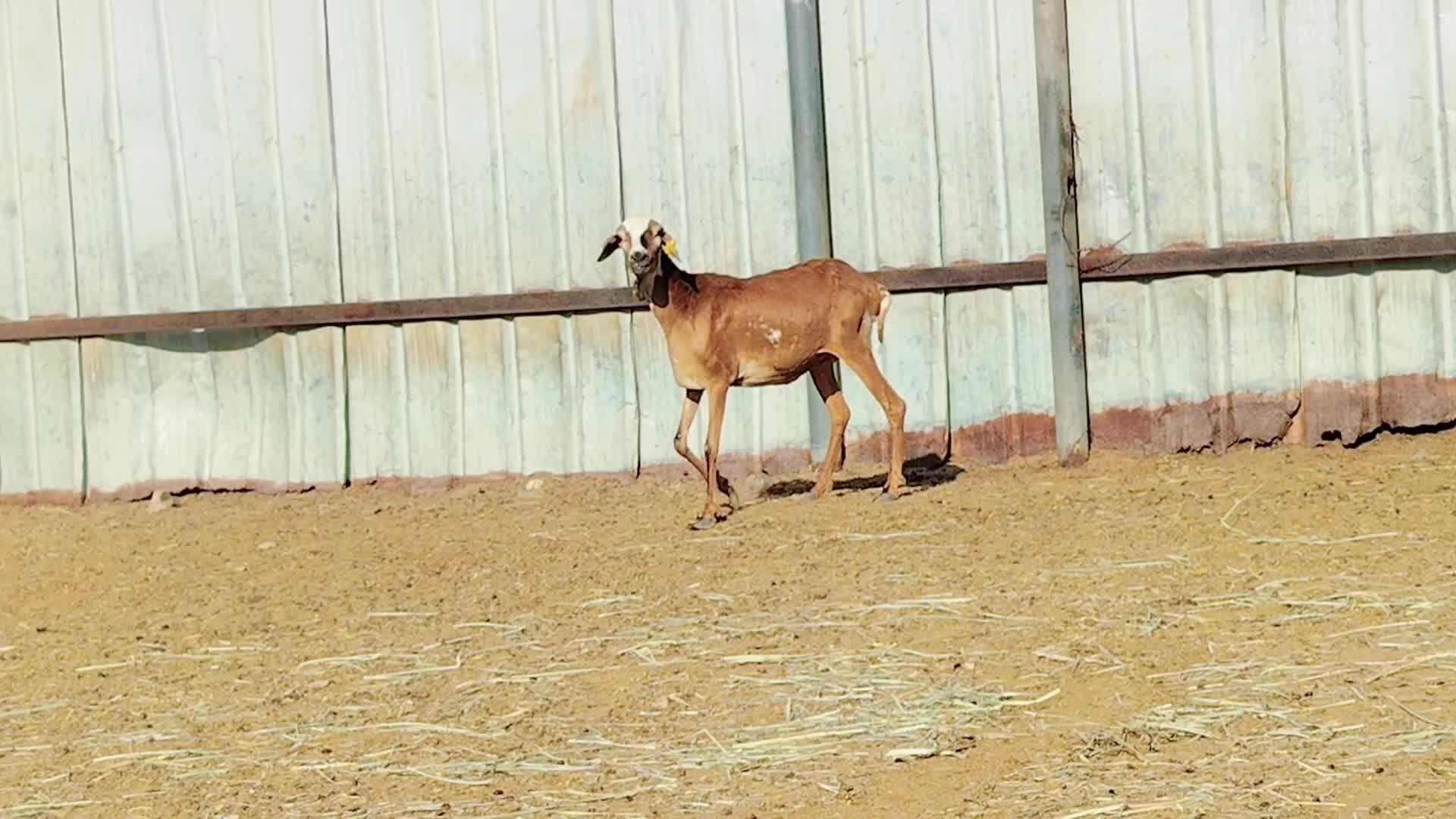 للبيع شاه بربر طيبه - 1