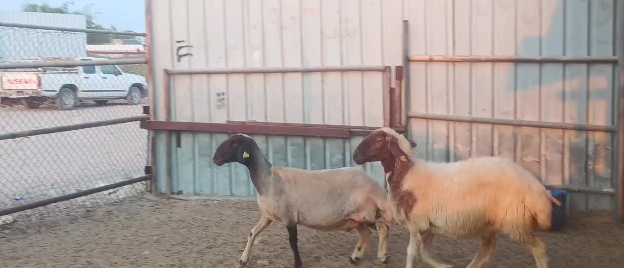 سوريه دفيع - 1