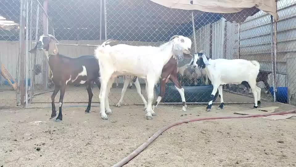 معزه حجازيه - 3