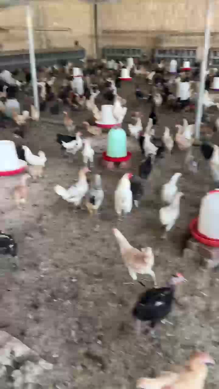 دجاج بلدي بياض - 1
