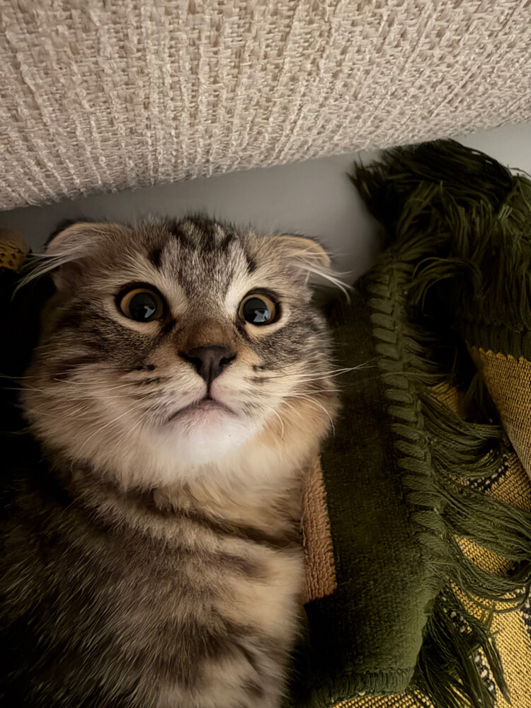 2kittens sale+their belongings  - 4
