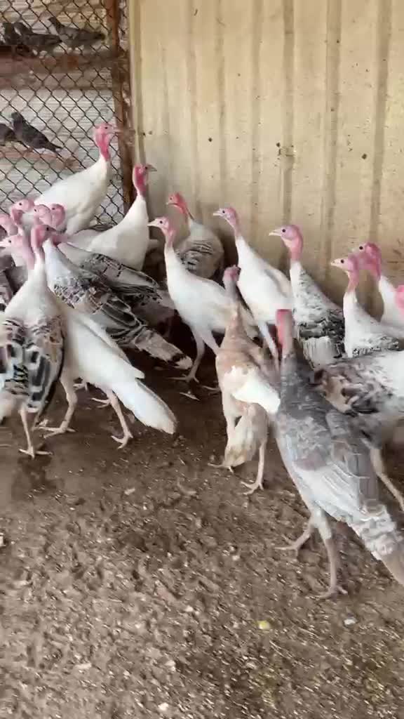 للبيع رومي - 1