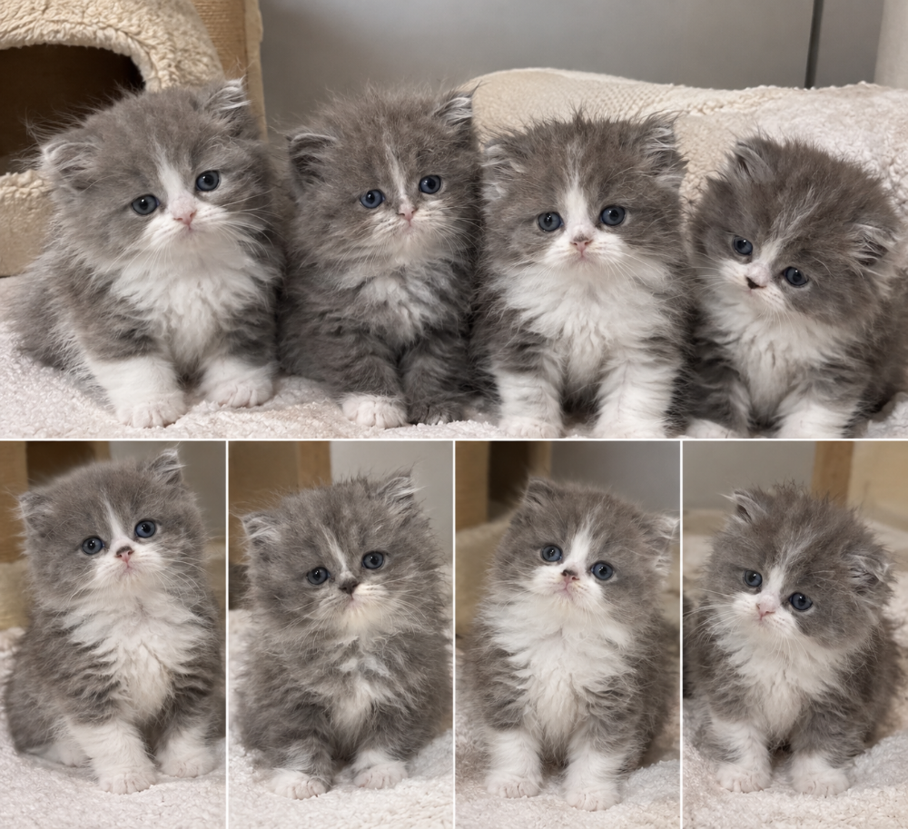 4 Adorable Kittens for Sale - 1