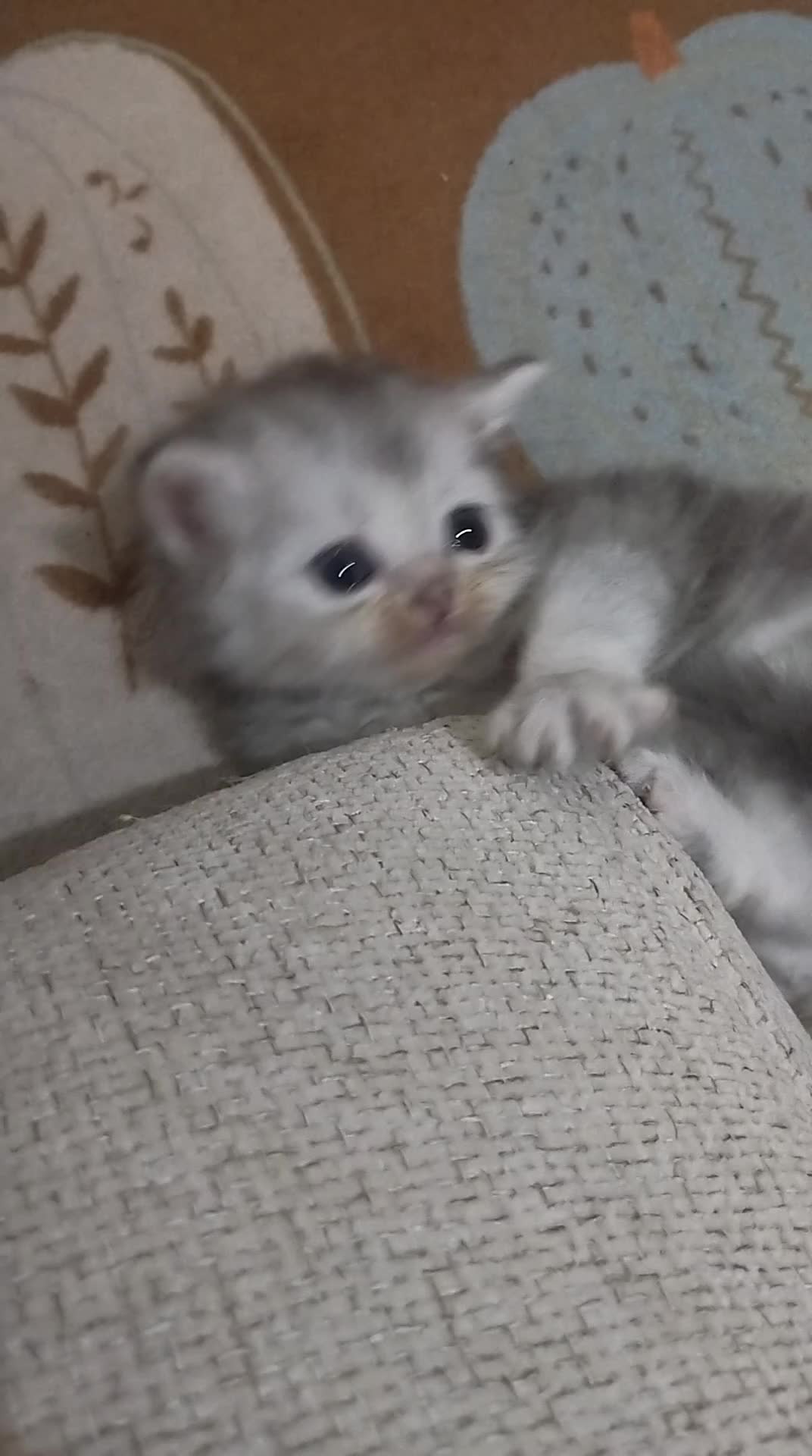 4 Adorable Kittens for Sale - 2