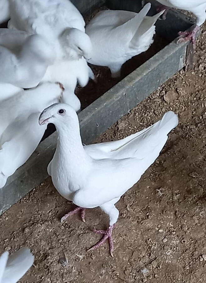 أزواج هومر ابيض صك بيور - 3