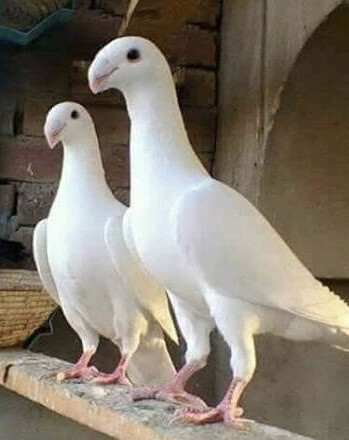 أزواج هومر ابيض صك بيور - 2