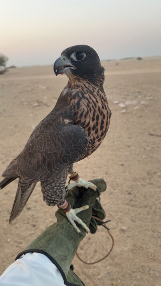 جير شاهين ثنو - 3