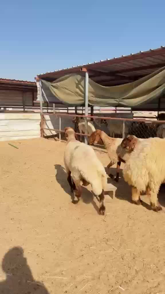 غنم مراح طيبه - 1