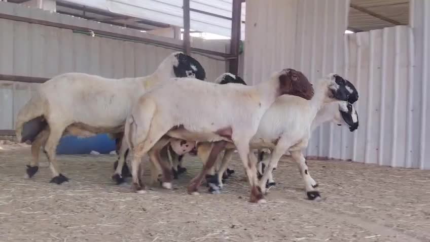 للبيع شويهات عرب بيض مكحلا طيبه - 1