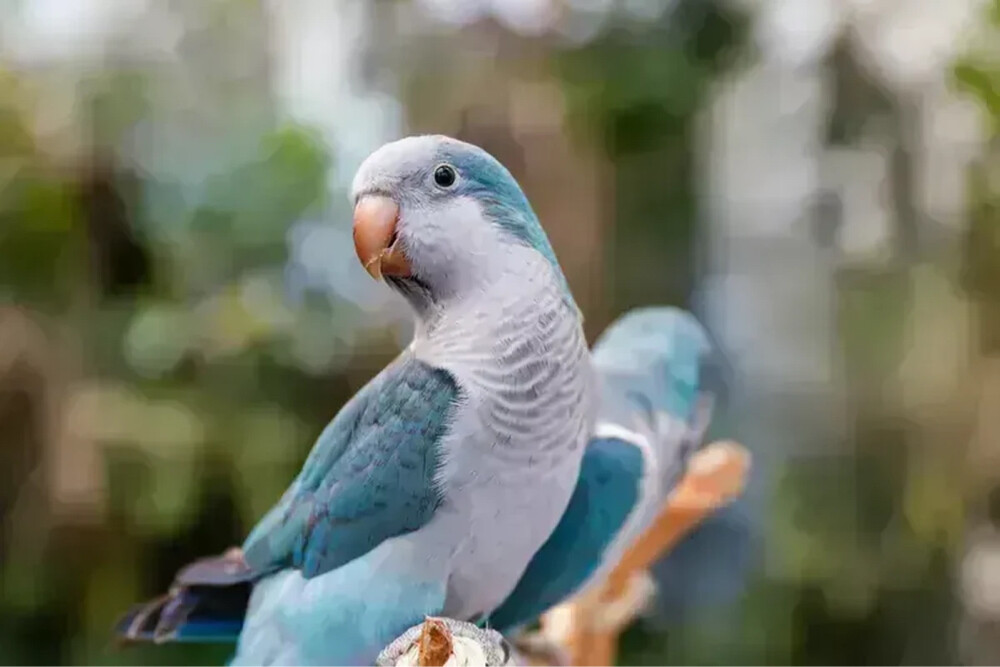 ازواج كويكر - 2