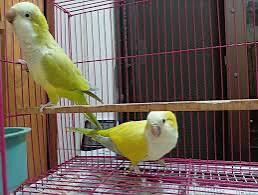 ازواج كويكر - 1