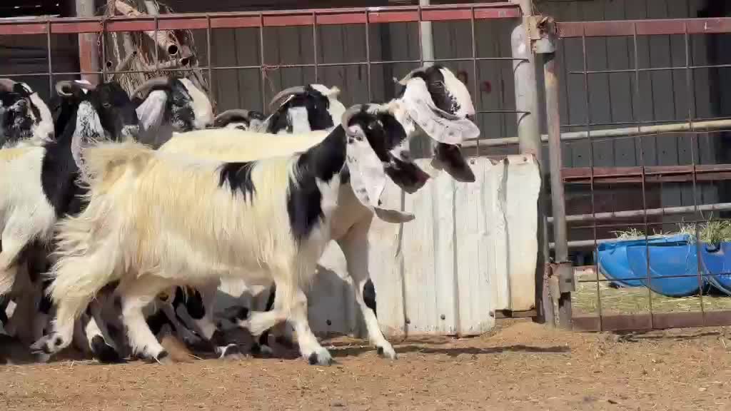 للبيع معزه عوارض حقب طيبه دفيع - 2
