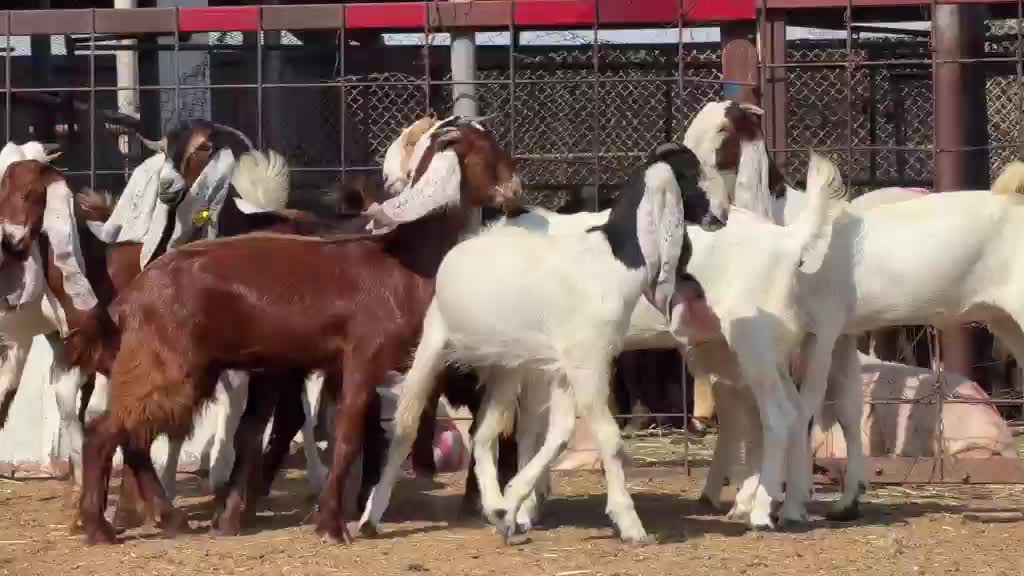 للليع جمد هولنديات طيبه  - 3