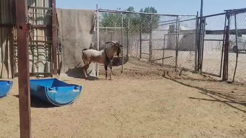 للبيع فحل عماااااااني طيب حاااار - 3
