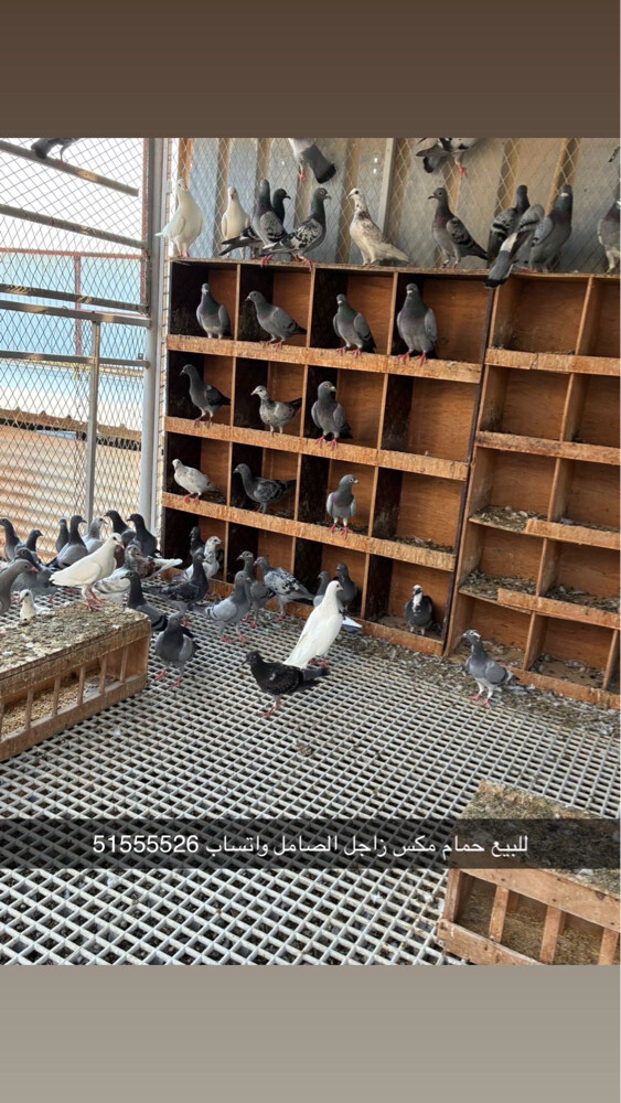 للبيع حمام زاجل  - 1