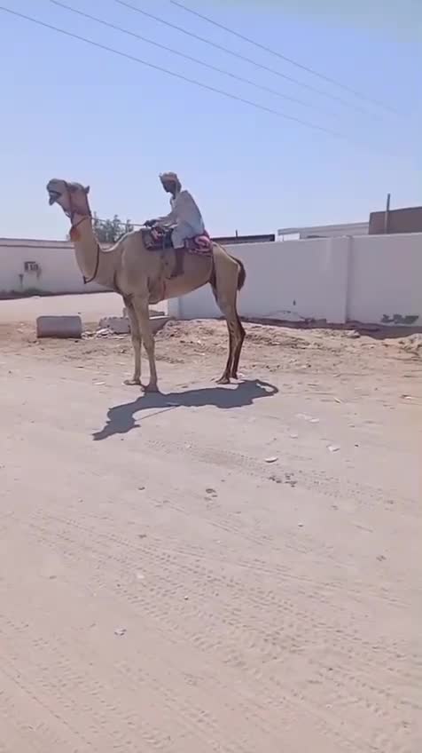 قليصه - 2