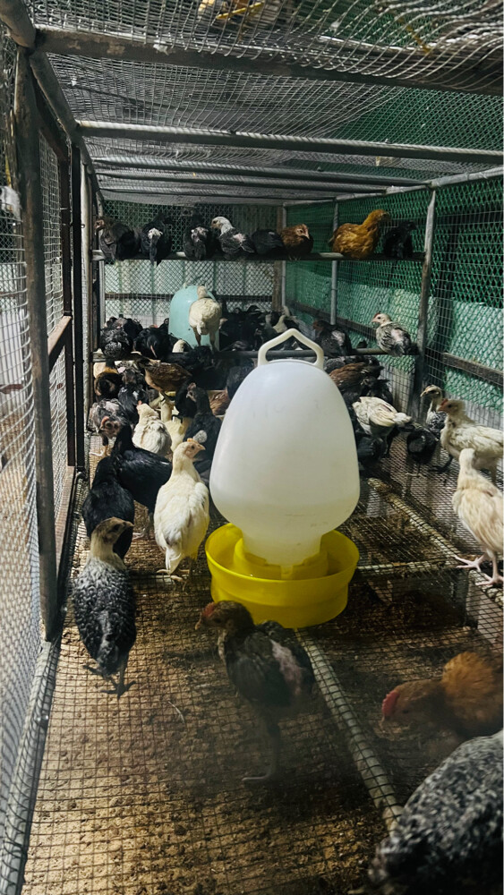 baladi chick’s - 1