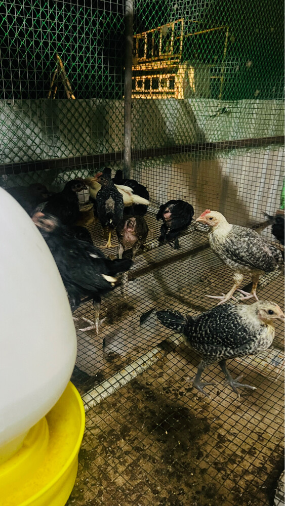 baladi chick’s - 4
