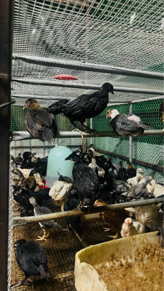 baladi chick’s - 6
