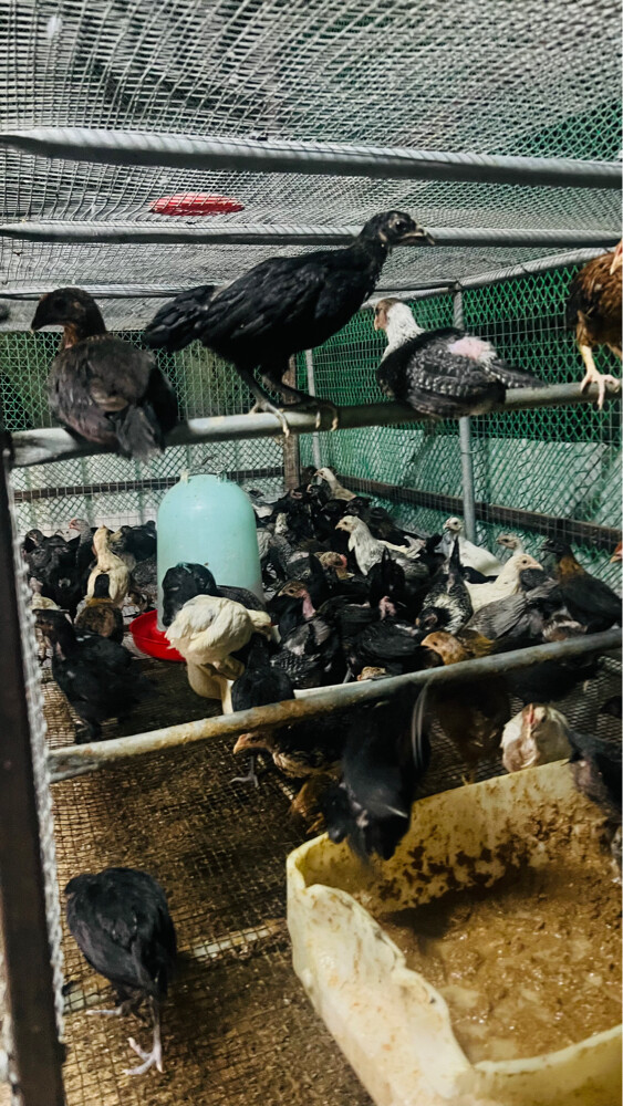 baladi chick’s - 5