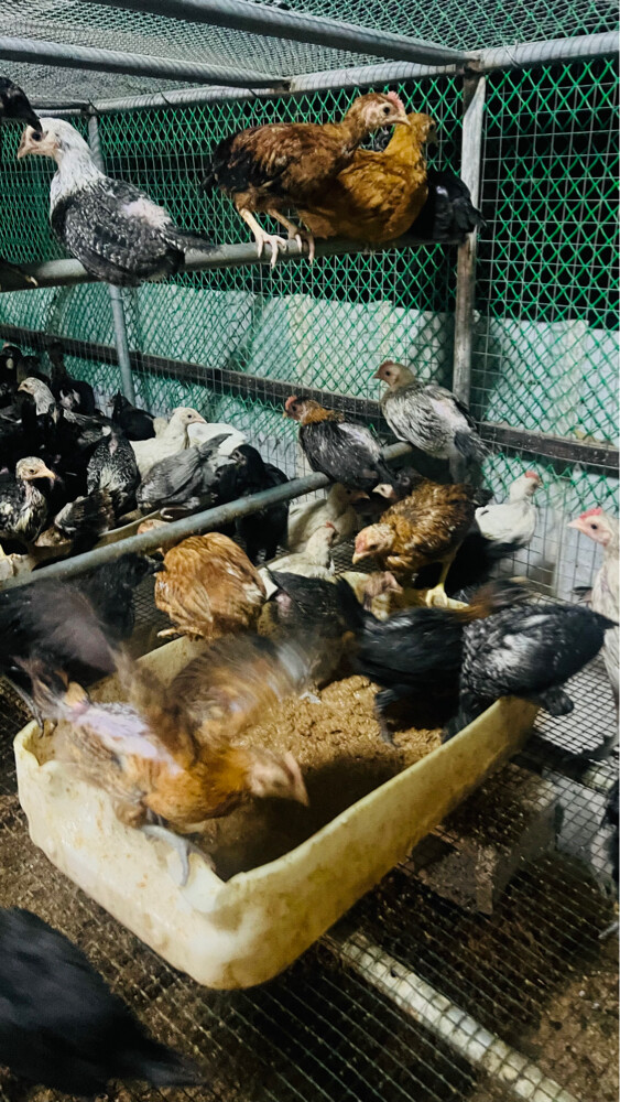 baladi chick’s - 2