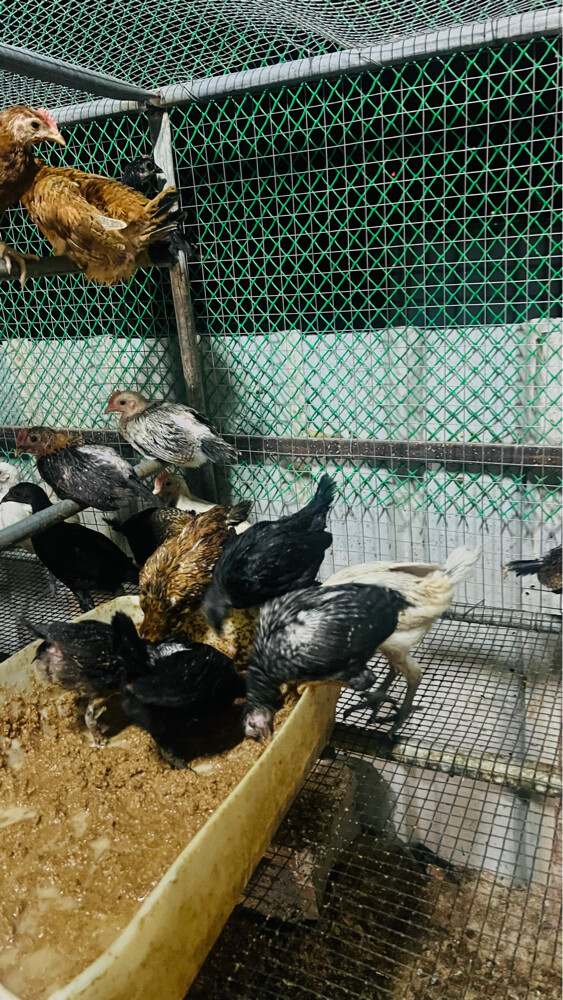 baladi chick’s - 3