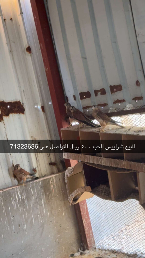 شرياس - 1