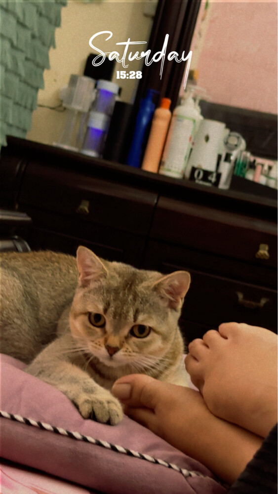 cute chinchilla british shorthair  - 4