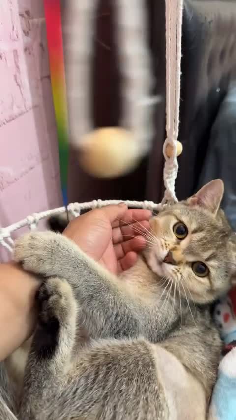 cute chinchilla british shorthair  - 5