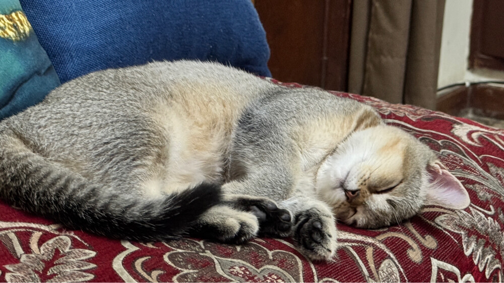 cute chinchilla british shorthair  - 2