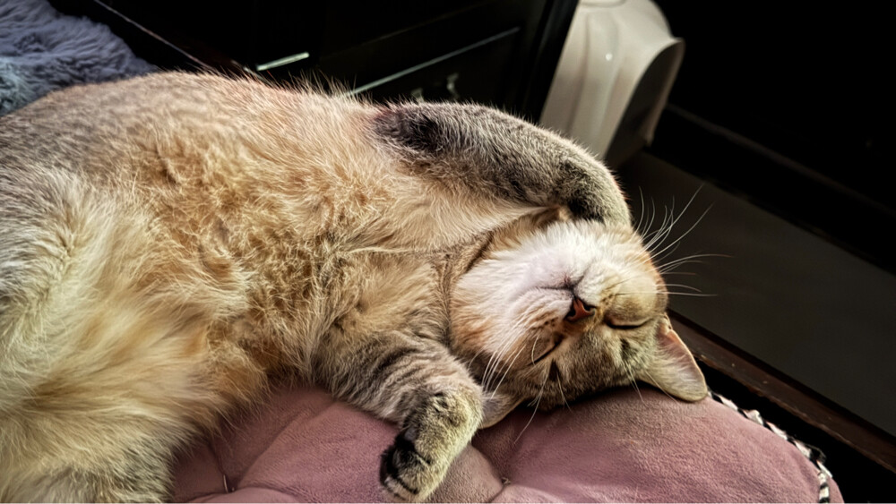 cute chinchilla british shorthair  - 3