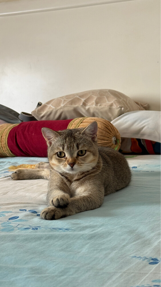 cute chinchilla british shorthair  - 1