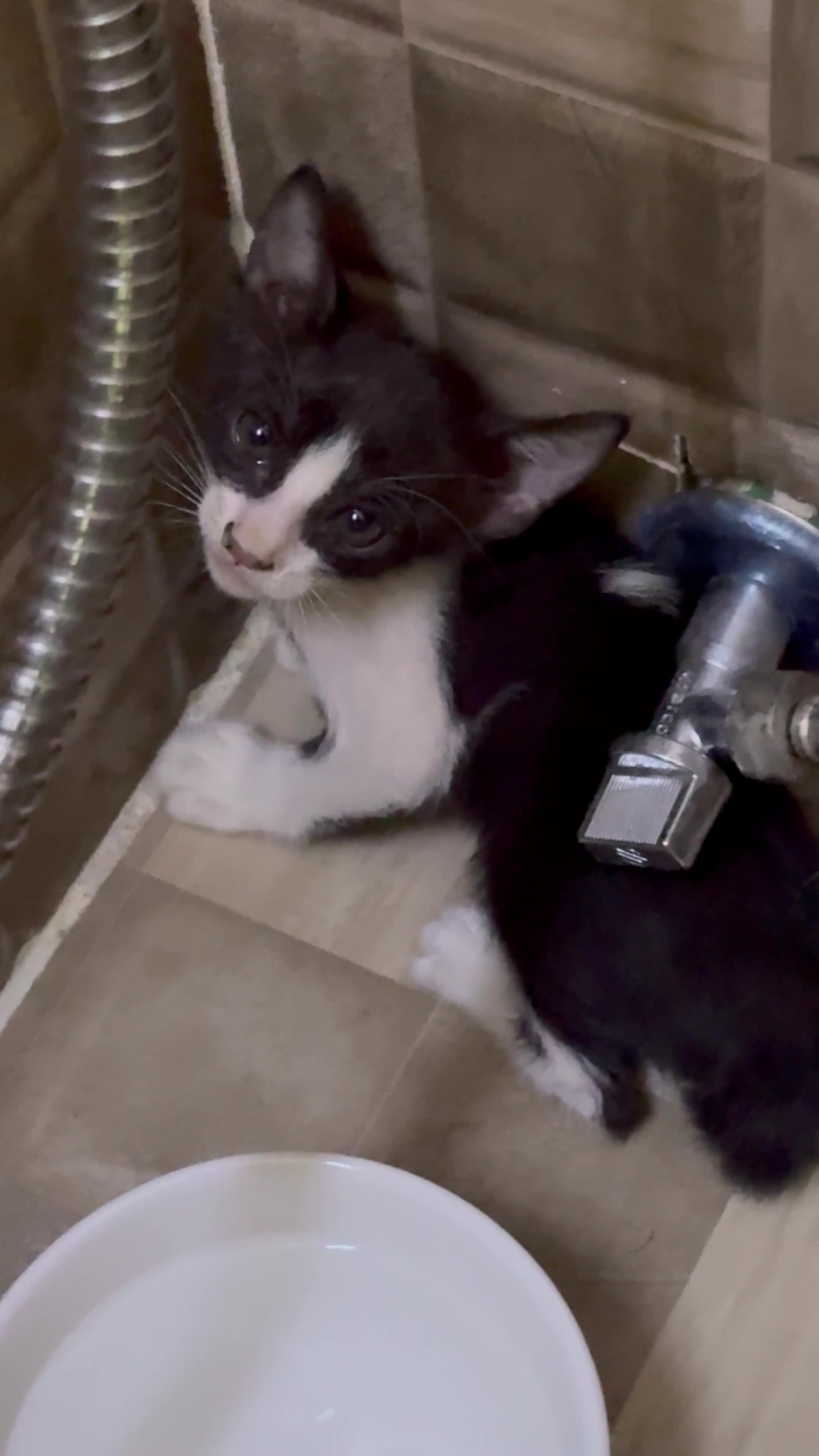 URGENT ADOPTION FOR A RESCUED KITTE - 1