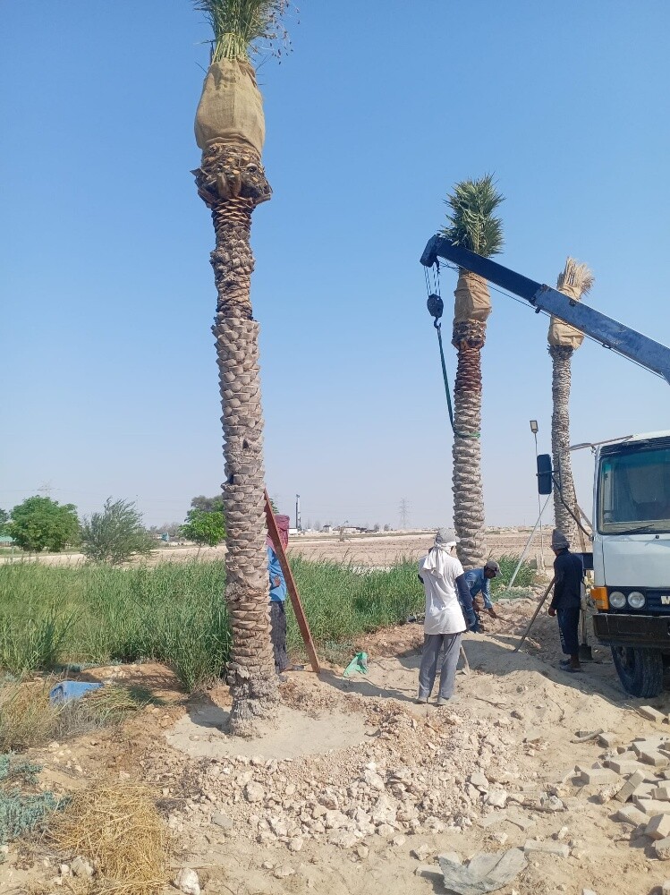 كرين فقط للبيع - 3