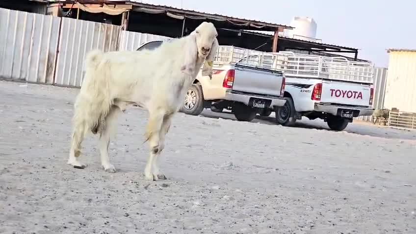 فحل مشروك اجم حار - 3