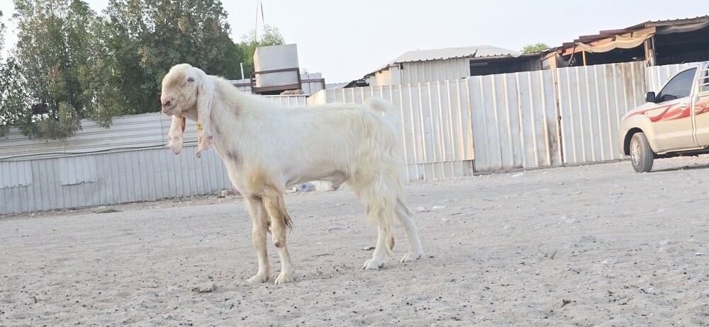 فحل مشروك اجم حار - 2