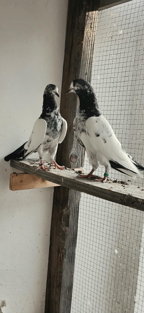pakistani teddy pigeon - 1