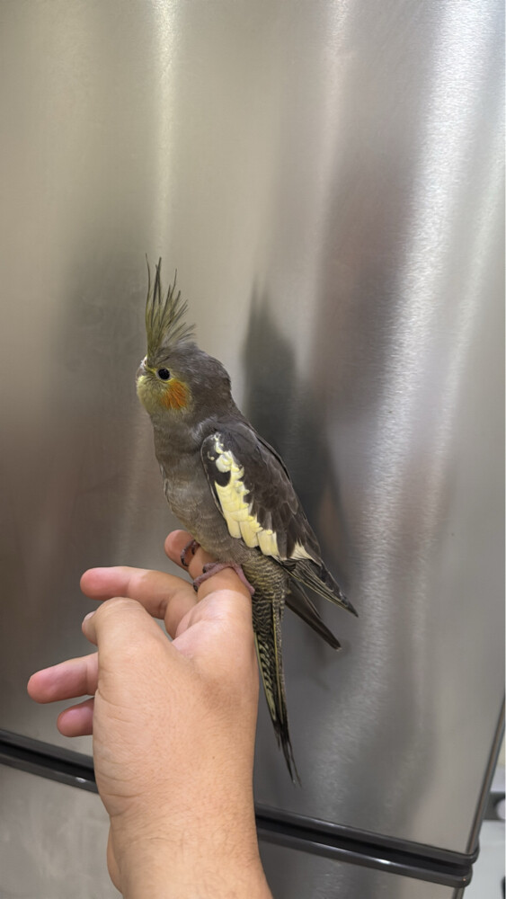Cockatiel - 2