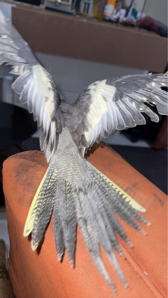 Cockatiel - 4