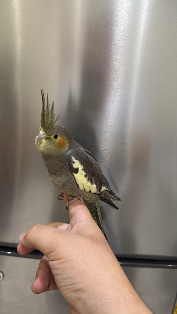 Cockatiel - 3