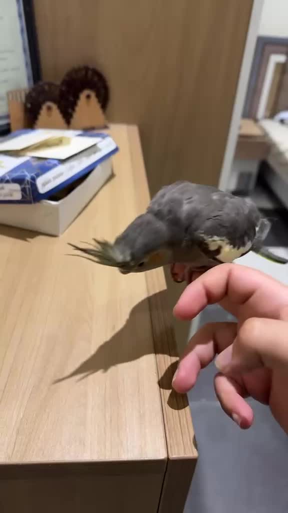 Cockatiel - 5