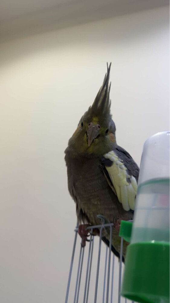 Cockatiel - 1
