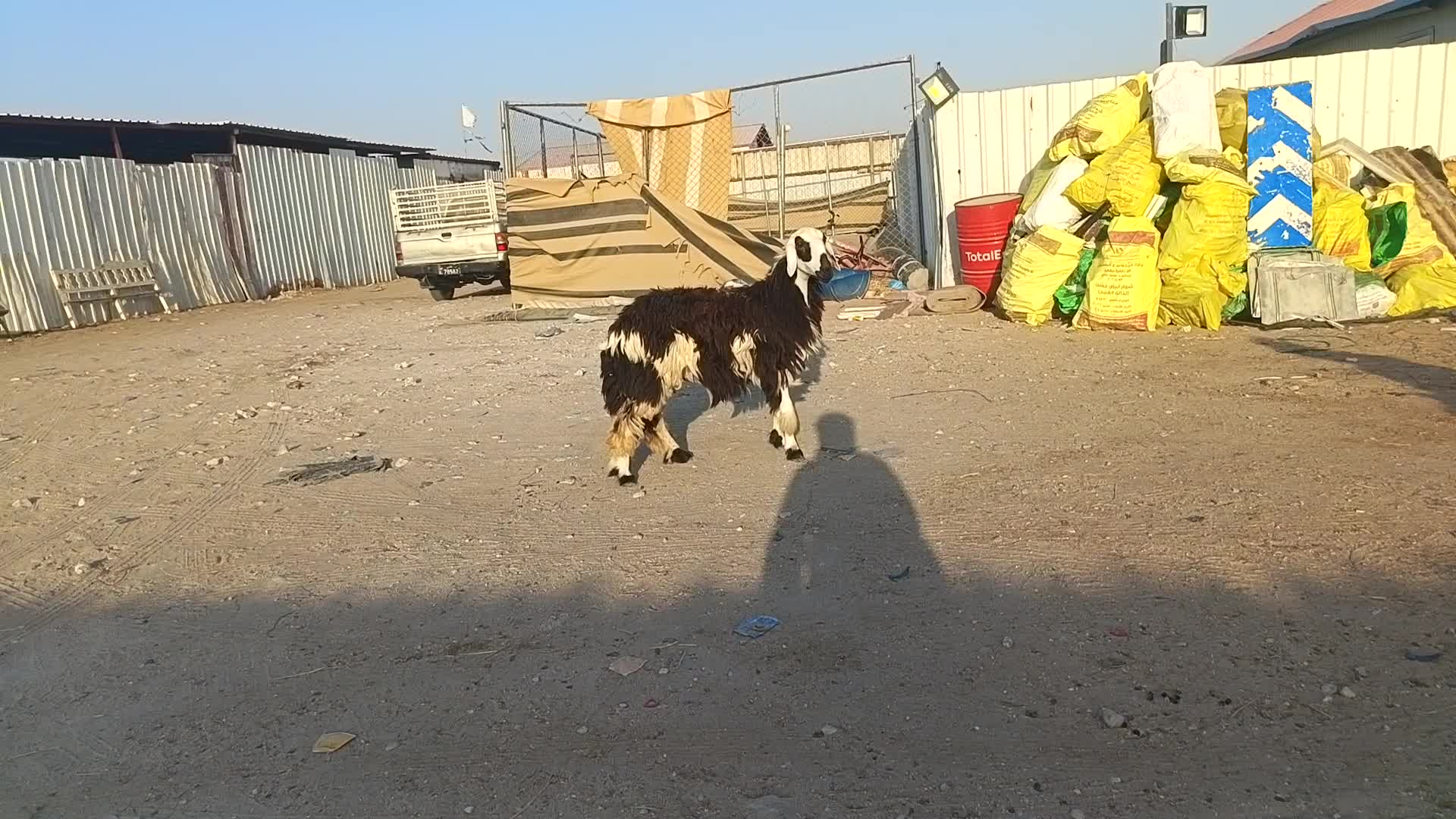 للبيع رخال نجديه - 3