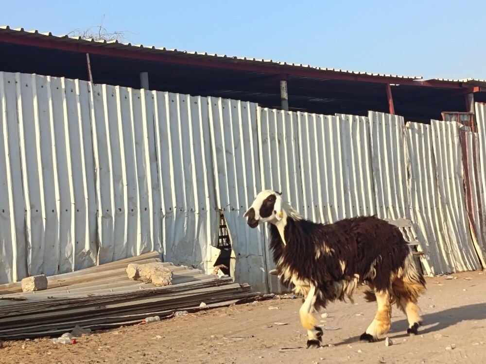 للبيع رخال نجديه - 2