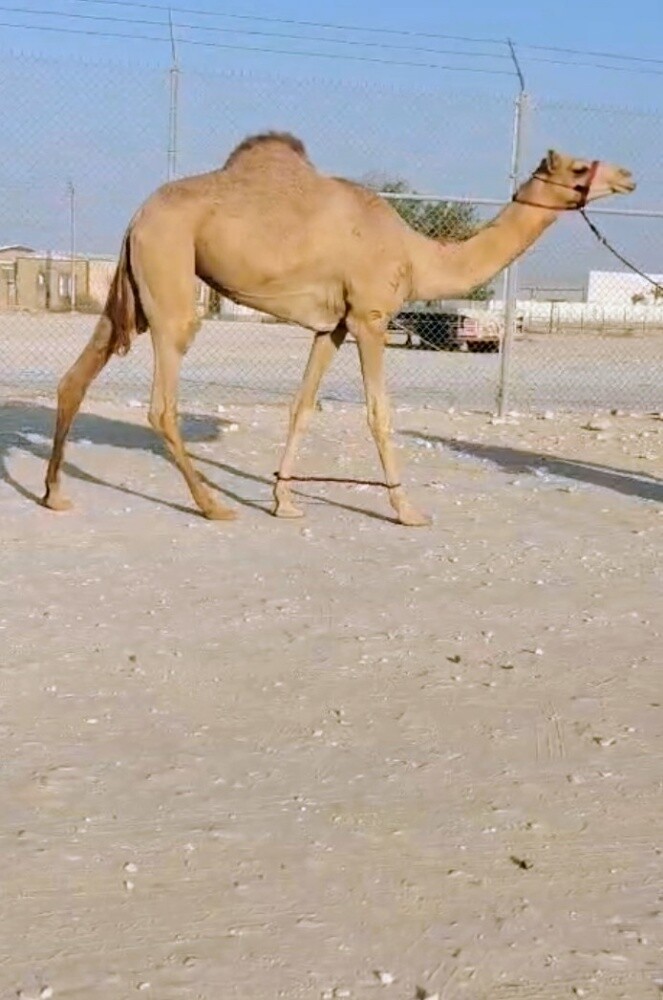 للبيع بكرة لقيه - 2