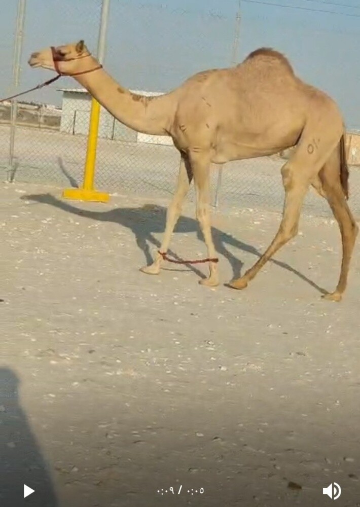 للبيع بكرة لقيه - 1