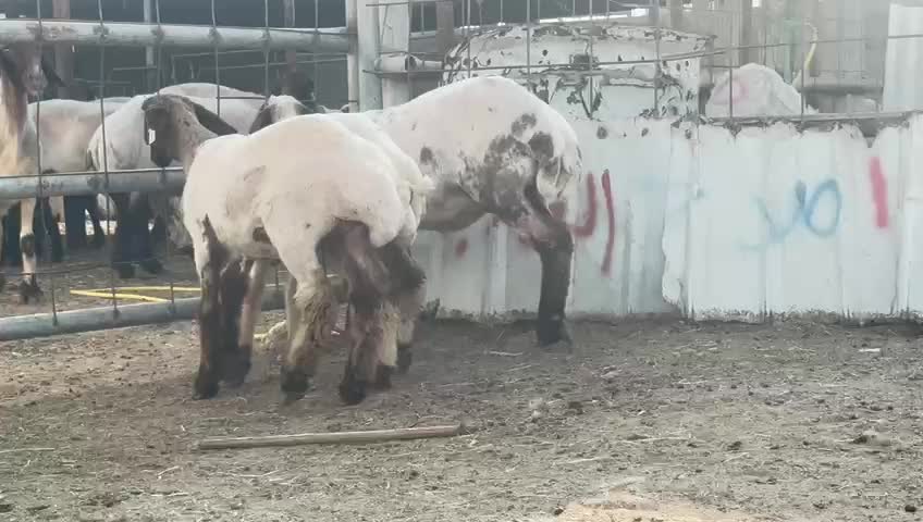 رخال سوريه - 1