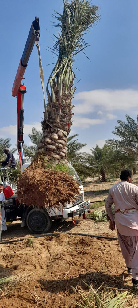 نخيل - 1